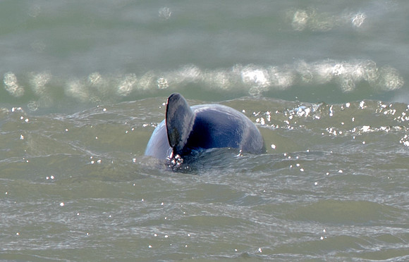 Hector's dolphin (Cephalorhynchus hectori)