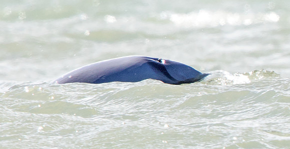 Hector's dolphin (Cephalorhynchus hectori)