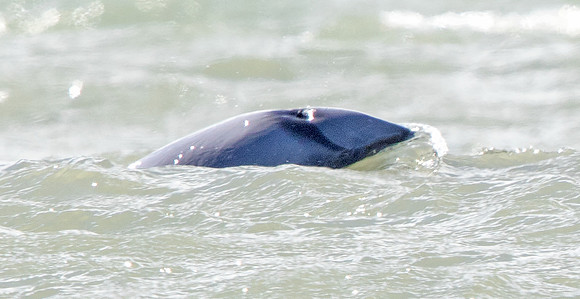 Hector's dolphin (Cephalorhynchus hectori)
