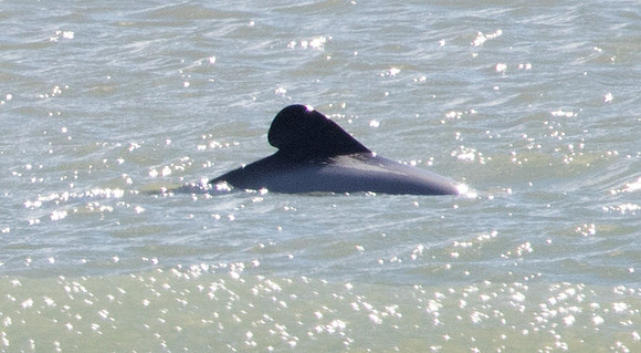 Hector's dolphin (Cephalorhynchus hectori)