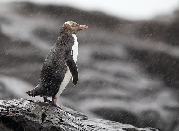Yellow-eyed penguin (Megadyptes antipodes) or hoiho
