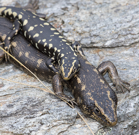 Otago skink (Oligosoma otagense)