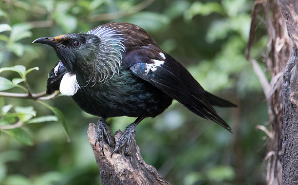 Tui (Prosthemadera novaeseelandiae)