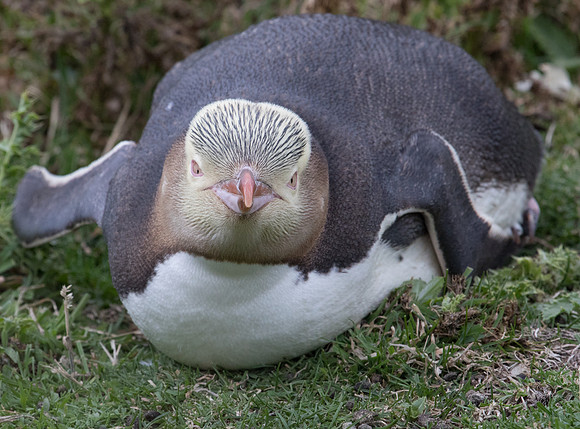 Yellow-eyed penguin or hoiho (Megadyptes antipodes)
