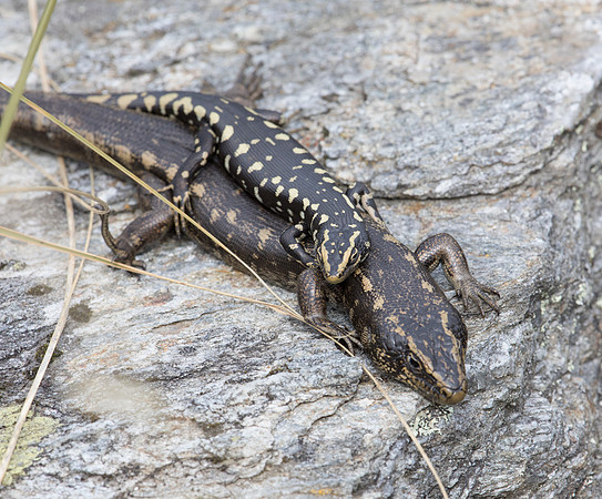 Otago skink (Oligosoma otagense)