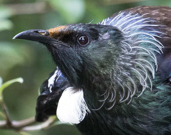Tui (Prosthemadera novaeseelandiae)