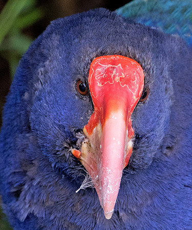 Takahē (Porphyrio hochstetteri)