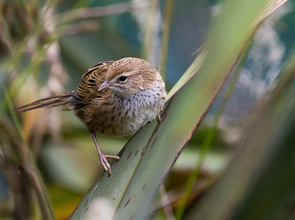 New Zealand fernbird or kōtātā or mātātā (Megalurus punctatus)