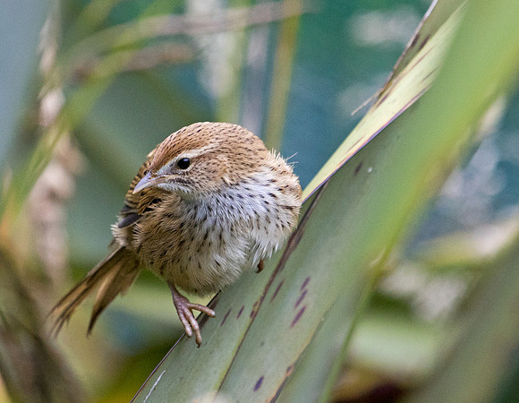 New Zealand fernbird or kōtātā or mātātā (Megalurus punctatus)