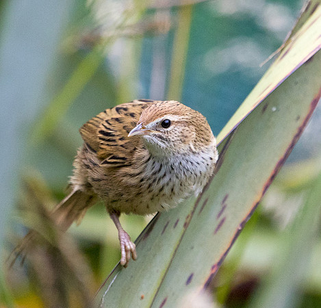 New Zealand fernbird or kōtātā or mātātā (Megalurus punctatus)