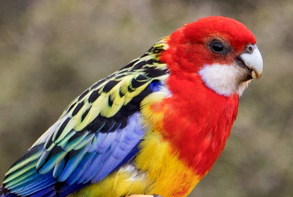 Eastern rosella (Platycercus eximius)