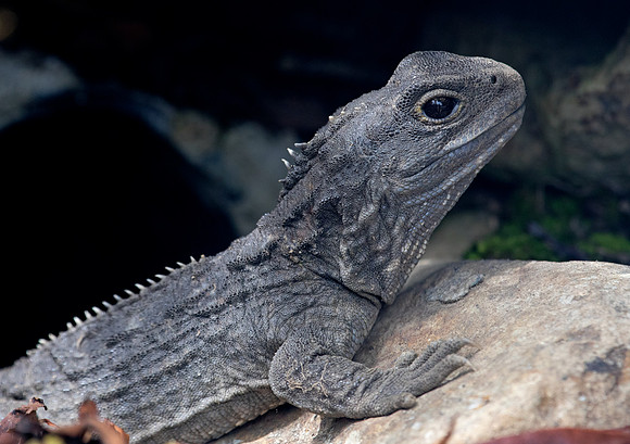 Northern Tuatara (Sphenodon punctatus)
