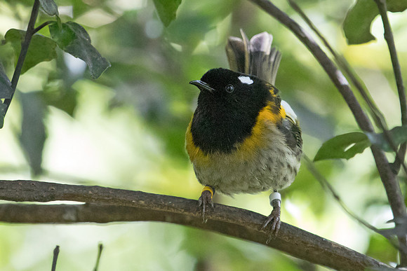 Stitchbird or hihi (Notiomystis cincta) Male