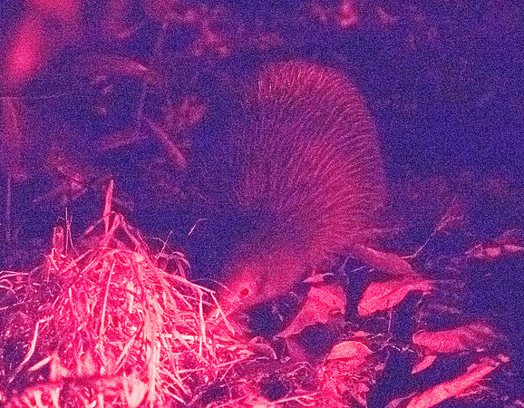 North Island brown kiwi (Apteryx mantelli)
