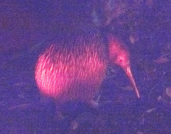 North Island brown kiwi (Apteryx mantelli)