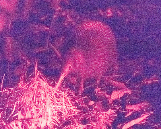 North Island brown kiwi (Apteryx mantelli)