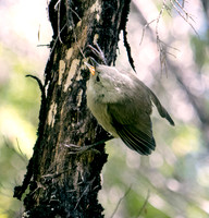 Whitehead or Pōpokotea (Mohoua albicilla)