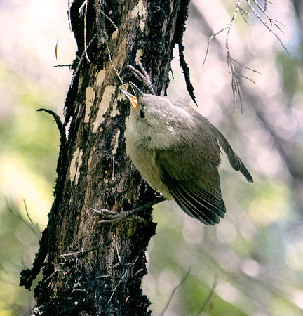 Whitehead or Pōpokotea (Mohoua albicilla)