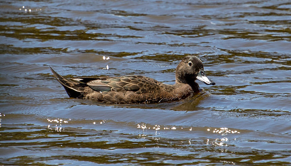 Brown teal (Anas chlorotis)