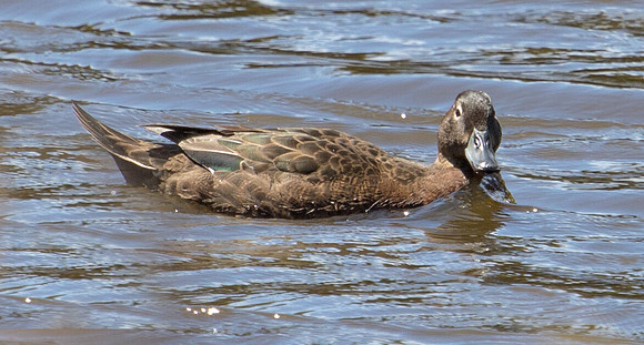 Brown teal (Anas chlorotis)