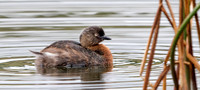 New Zealand grebe or Weweia (Poliocephalus rufopectus) Male