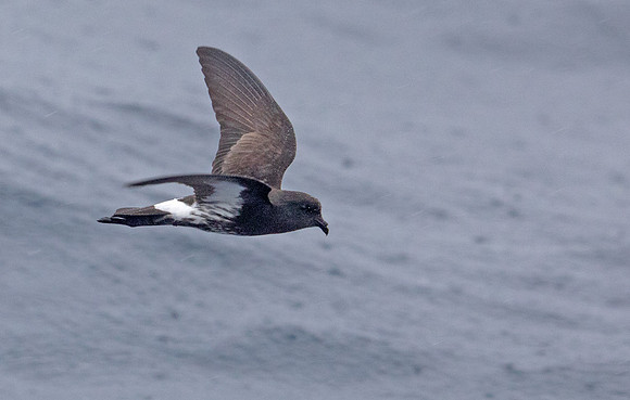 New Zealand storm petrel (Fregetta maoriana)