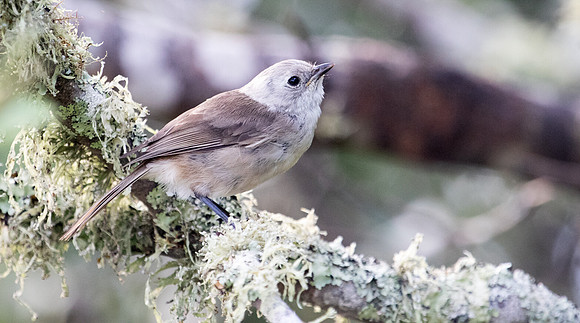 Whitehead or pōpokotea (Mohoua albicilla)