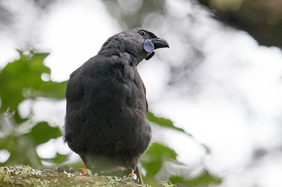 North Island kōkako (Callaeas wilsoni)