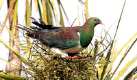 New Zealand pigeon or kererū (Hemiphaga novaeseelandiae)