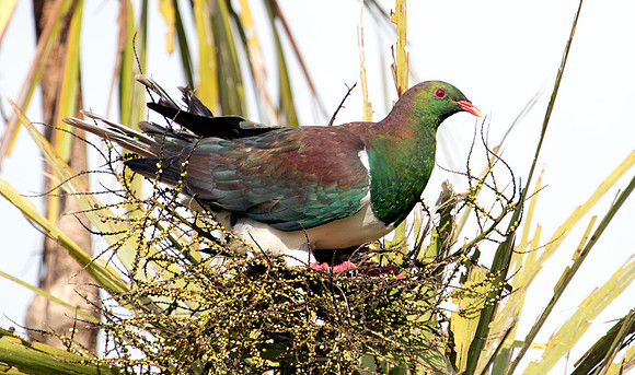 New Zealand pigeon or kererū (Hemiphaga novaeseelandiae)