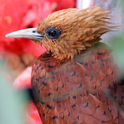 Chestnut-colored Woodpecker (Celeus castaneus)