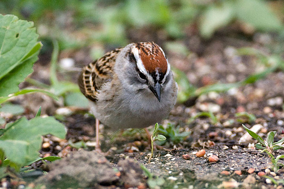 Chipping Sparrow (Spizella passerina)