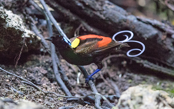 Wilson's bird-of-paradise (Cicinnurus respublica) Male