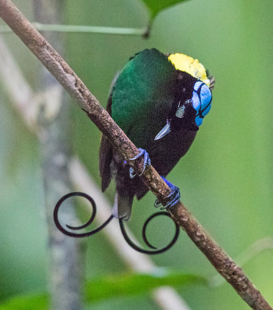 Wilson's bird-of-paradise (Cicinnurus respublica) Male