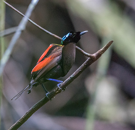 Wilson's bird-of-paradise (Cicinnurus respublica) Male