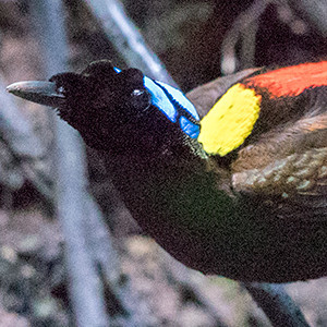 Wilson's bird-of-paradise (Cicinnurus respublica) Male