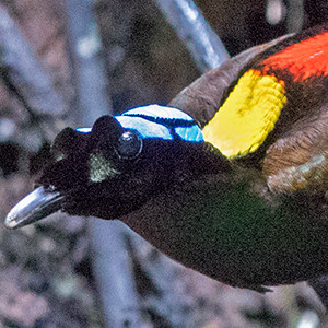 Wilson's bird-of-paradise (Cicinnurus respublica) Male