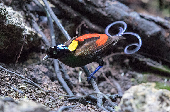 Wilson's bird-of-paradise (Cicinnurus respublica) Male