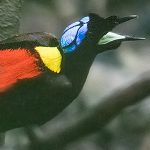 Wilson's bird-of-paradise (Cicinnurus respublica) Male