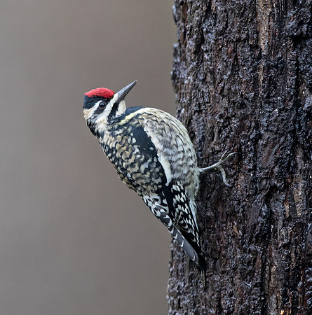 Yellow-bellied sapsucker (Sphyrapicus varius) Female