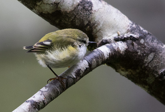Rifleman or Tītipounamu (Acanthisitta chloris) Male