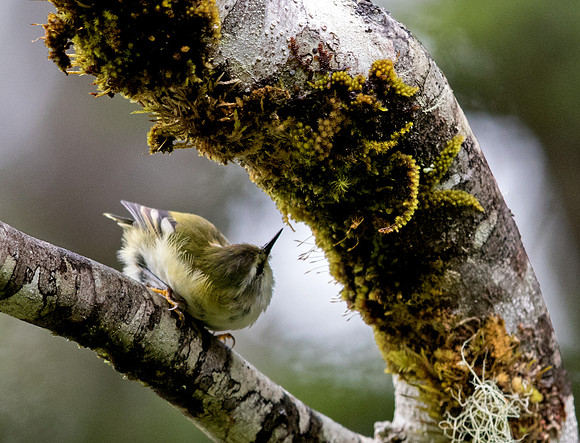 Rifleman or Tītipounamu (Acanthisitta chloris) Male