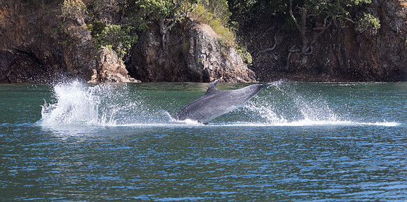 Bottlenose dolphin (Tursiops truncatus)