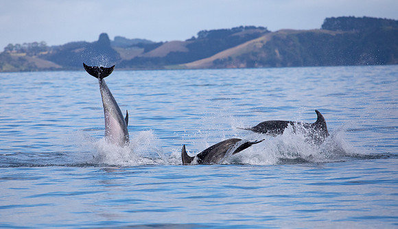 Bottlenose dolphin (Tursiops truncatus)