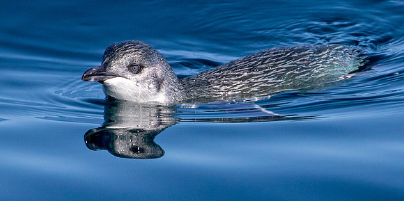 Little penguin (Eudyptula minor)