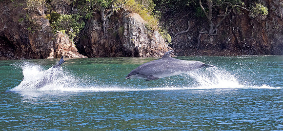 Bottlenose dolphin (Tursiops truncatus)