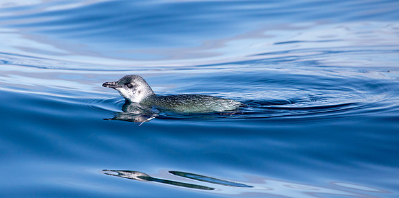 Little penguin (Eudyptula minor)