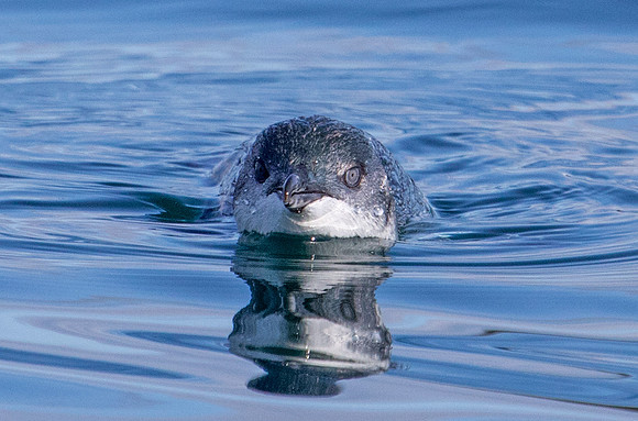 Little penguin (Eudyptula minor)