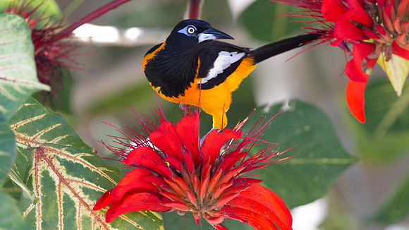 Venezuelan Troupial (Icterus icterus)