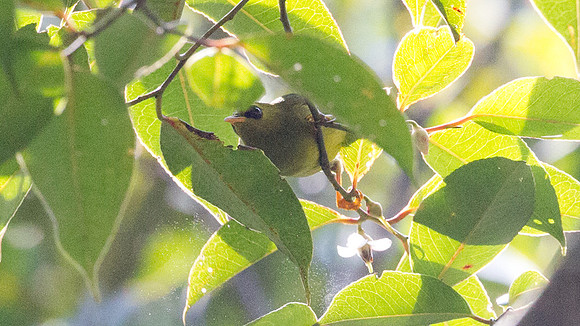 Mountain Blackeye (Chlorocharis emiliae)